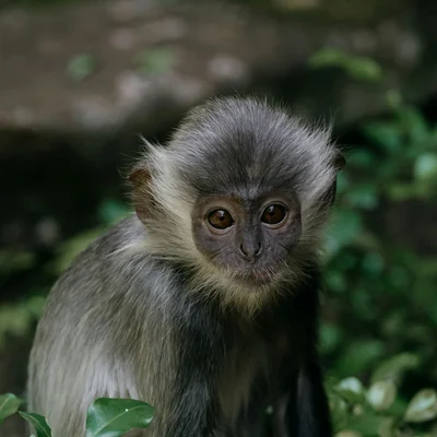 Capuchin Monkey