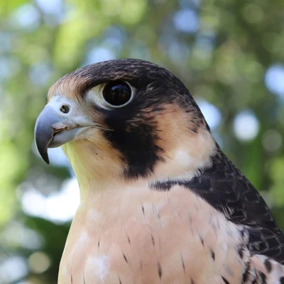 Hawk Portrait