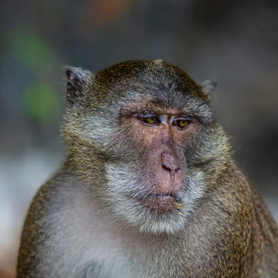 Macaque Monkey
