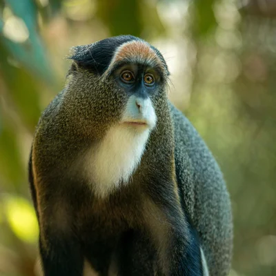 Mona Monkey