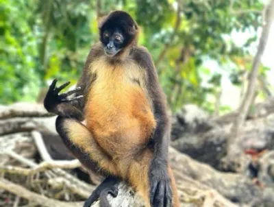 Monkey among the trees on a Monkey Island excursion