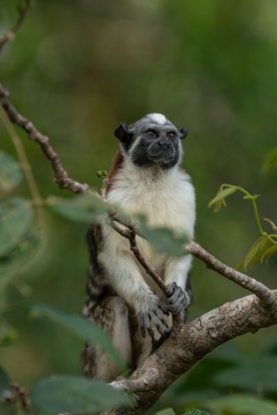 Small monkey in the rainforest