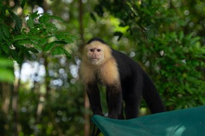 Monkey sitting in green rainforest foliage